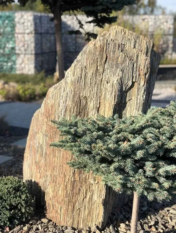 Akmens monolīts kopā ar skujkoku un dekoratīvo akmens segumu